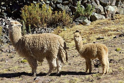 How do we love baby alpaca? Let us count the ways...