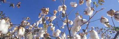 Why buy organic cotton?